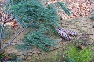 pinus strobus (2).jpg